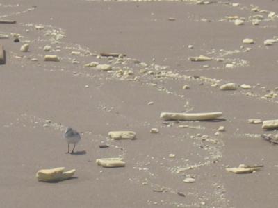 Calidris entre corchos